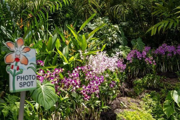 סחלבים בגנים הבוטאניים של סינגפור